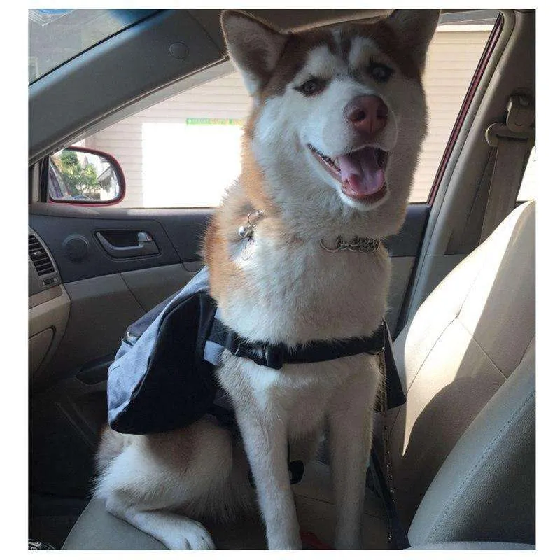 Canine Trek Saddle Bag