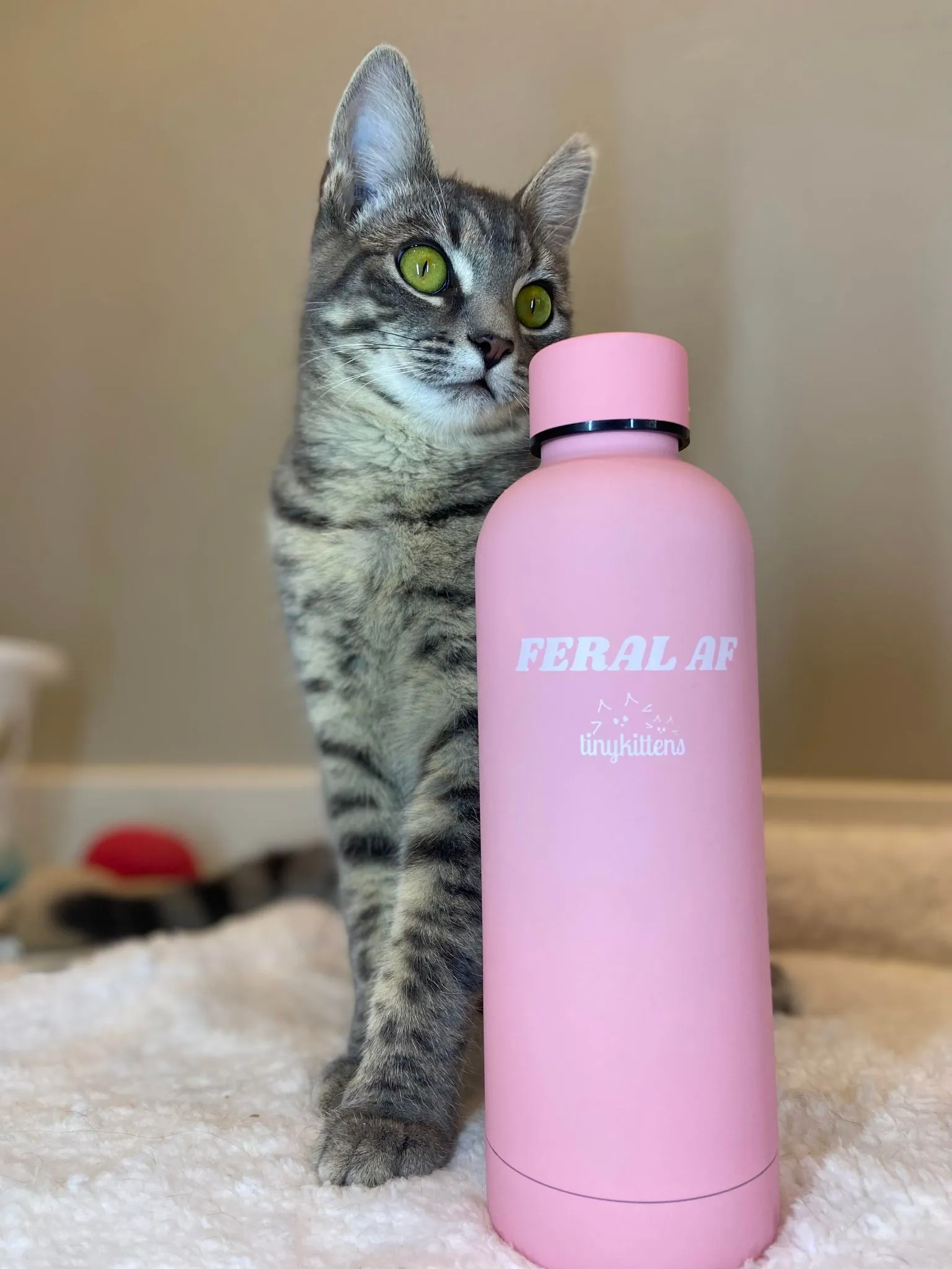 Stainless Steel Water Bottle